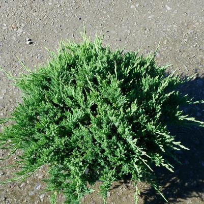 Juniperus horizontalis Turquoise Spreader