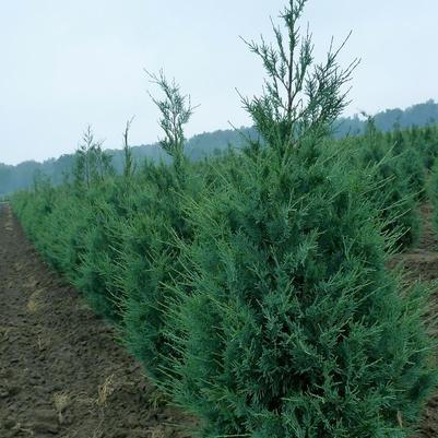 Juniperus scopulorum Wichita Blue