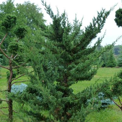 Juniperus virginiana Robusta Green