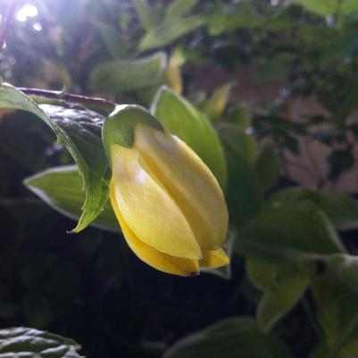 Kirengeshoma palmata 