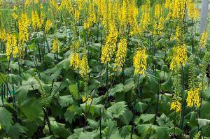 Ligularia stenocephala The Rocket