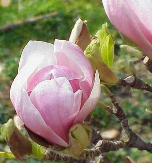 Magnolia x soulangeana 