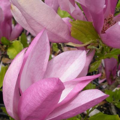 Magnolia x Susan (Susan Magnolia)