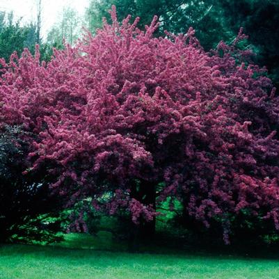 Malus Royal Beauty