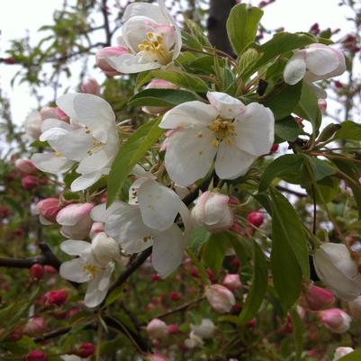 Malus Sutyzam (Sugar Tyme® Crabapple)