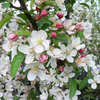 Malus x zumi Calocarpa