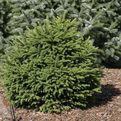 Picea abies Mucronata