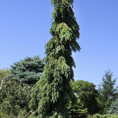 Picea glauca Pendula