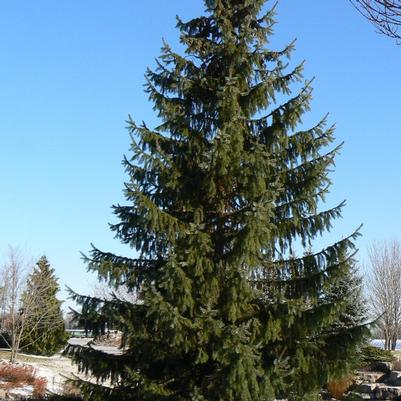 Picea omorika 
