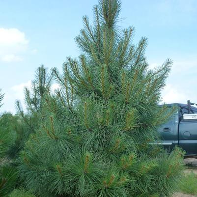 Pinus ponderosa 