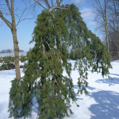 Pinus strobus Pendula