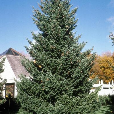 Pseudotsuga menziesii var. glauca 