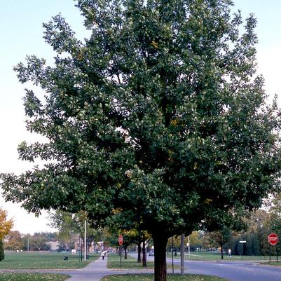 Quercus robur 