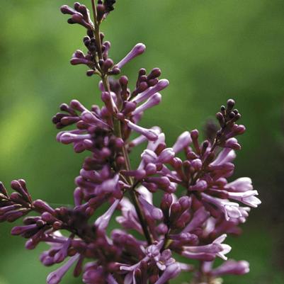Syringa x prestoniae Donald Wyman
