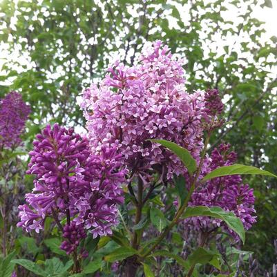 Syringa x prestoniae Preston Lilac Minuet