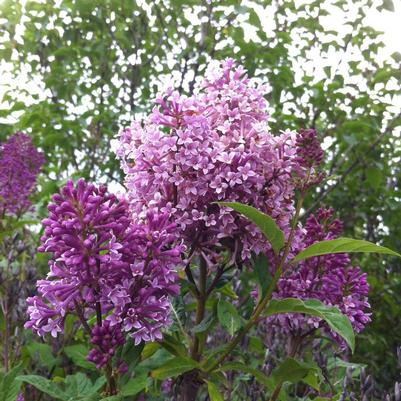 Syringa x prestoniae Minuet