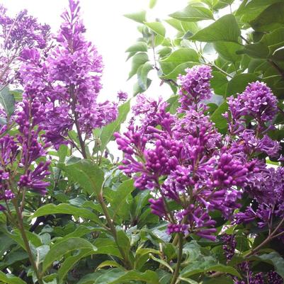 Syringa x prestoniae Royalty