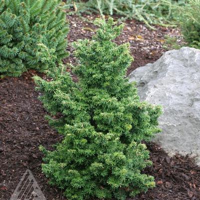 Tsuga canadensis Jervis