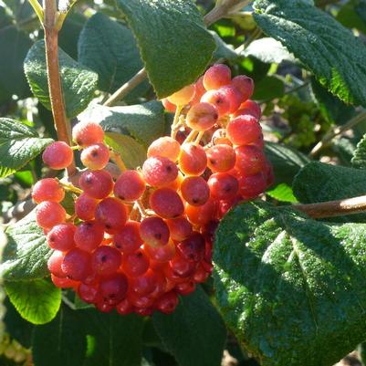 Viburnum lantana 
