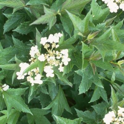 Viburnum trilobum Compactum