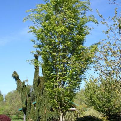 Zelkova serrata Musashino