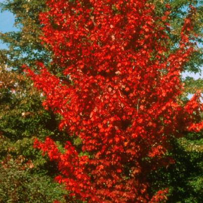 Acer rubrum Autumn Spire