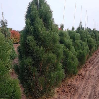 Pinus nigra Teardrop