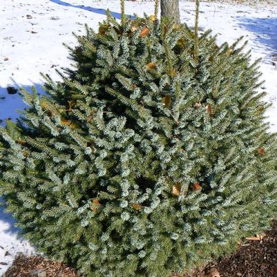 Picea omorika Nana