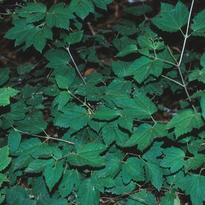 Viburnum acerifolium 