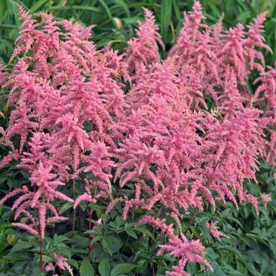 Astilbe x Bressingham Beauty