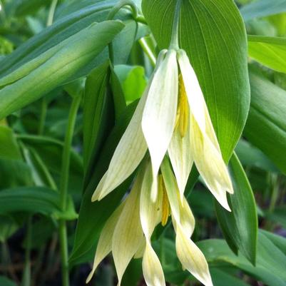 Uvularia grandiflora 