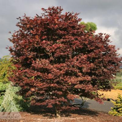 Acer palmatum Fireglow