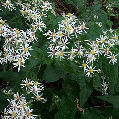 Aster divaricatus 