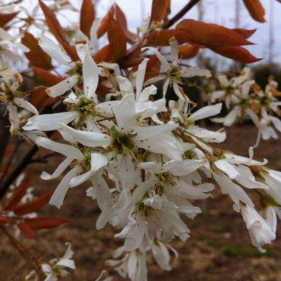 Amelanchier laevis JFS-Arb