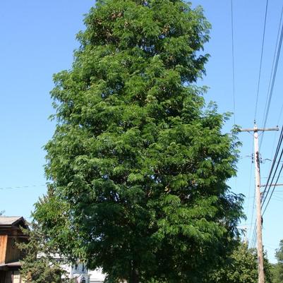 Gleditsia triacanthos var. inermis Draves