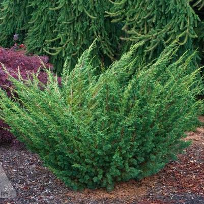 Juniperus chinensis Shimpaku