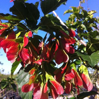 Acer ginnala Ruby Slippers