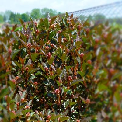 Physocarpus opulifolius First Editions&reg; Donna May