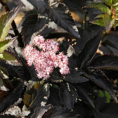 Sambucus nigra Eiffel 1