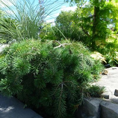 Pinus sylvestris Hillside Creeper