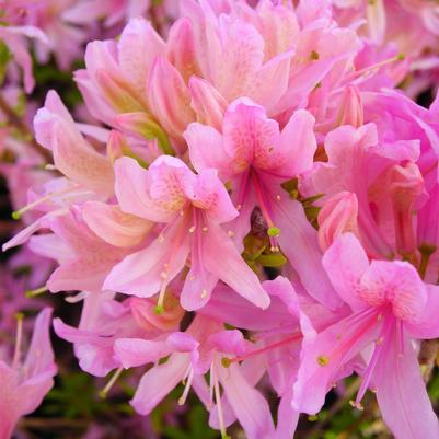 Azalea Orchid Lights