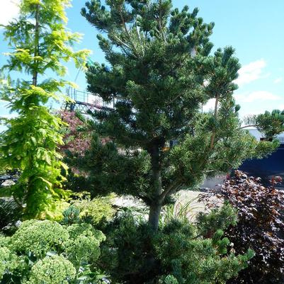 Pinus parviflora Glauca