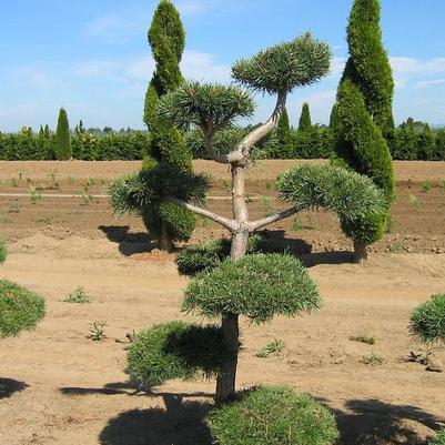 Pinus sylvestris Poodle Pine