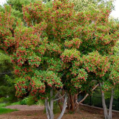 Acer tataricum GarAnn