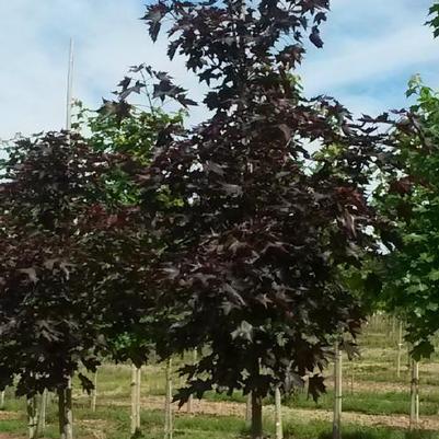 Acer truncatum x platanoides JFS-KW202