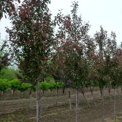 Malus Velvetcole