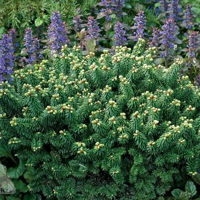 Abies balsamea Piccolo