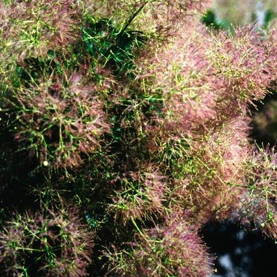 Cotinus coggygria Young Lady