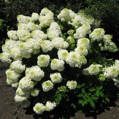 Hydrangea paniculata Bombshell