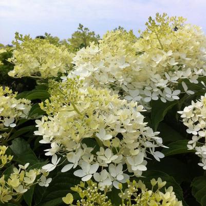 Hydrangea paniculata Phantom